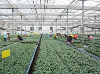 以質量為根本，以客戶為中心 云南思農蔬菜種業的卓越績效之路